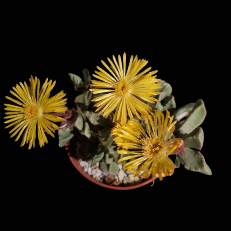 plant image 1724087