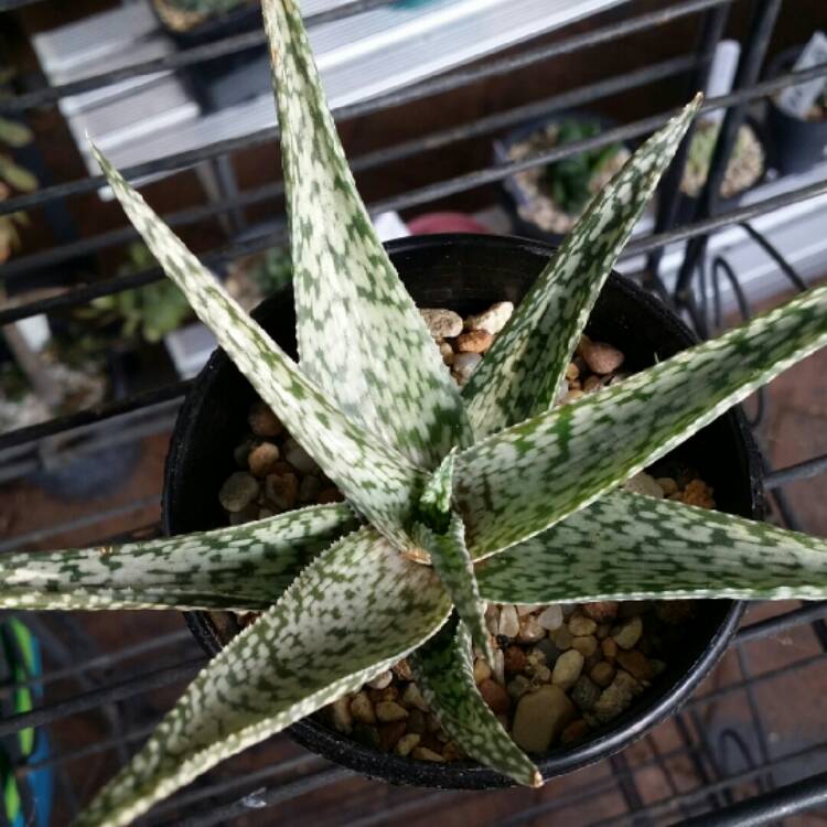 Plant image Aloe hybrid 'White Beauty'