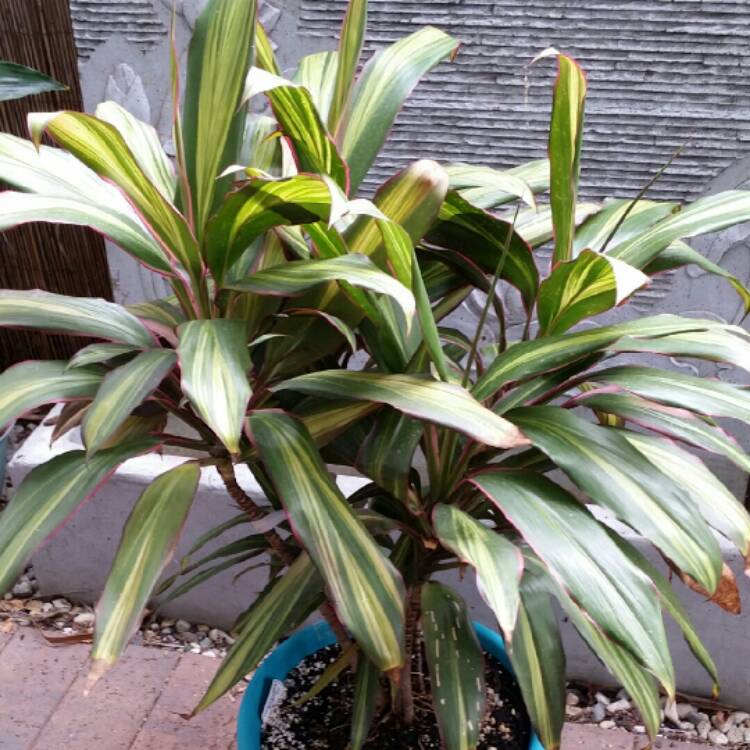 Plant image Cordyline fruticosa 'Kiwi'