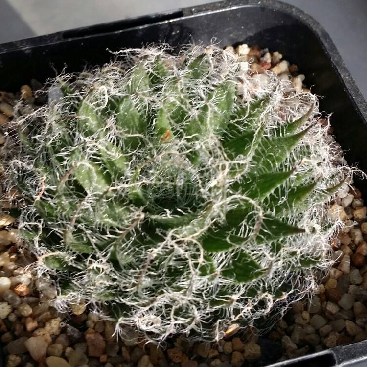 Plant image Haworthia arachnoidea