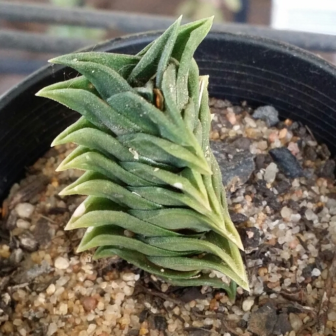 Plant image Haworthiopsis viscosa syn. Haworthia viscosa