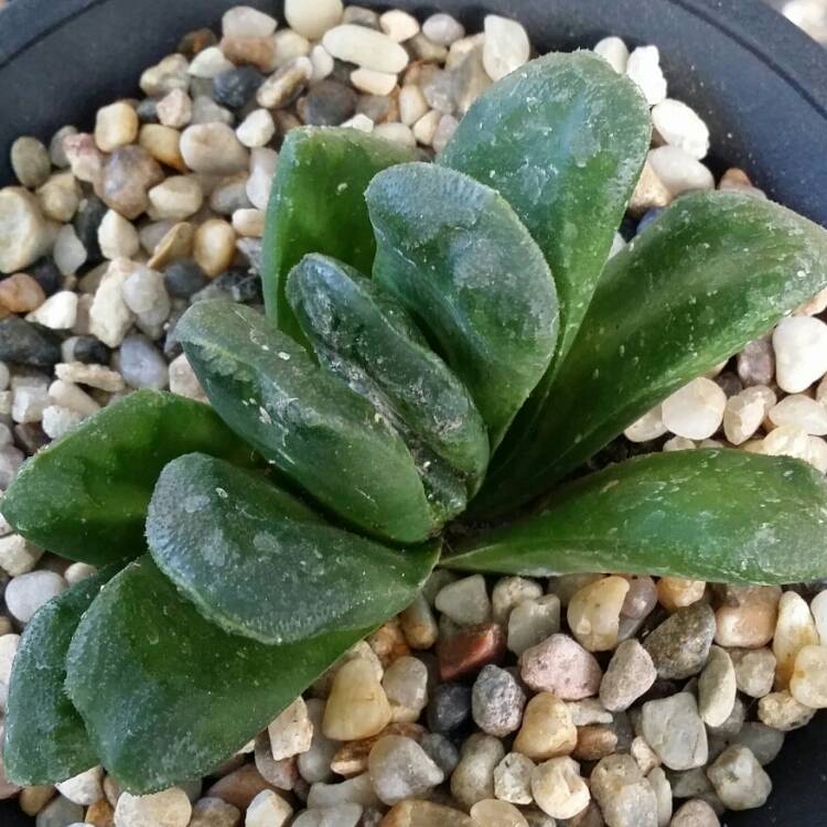 Plant image Haworthia truncata