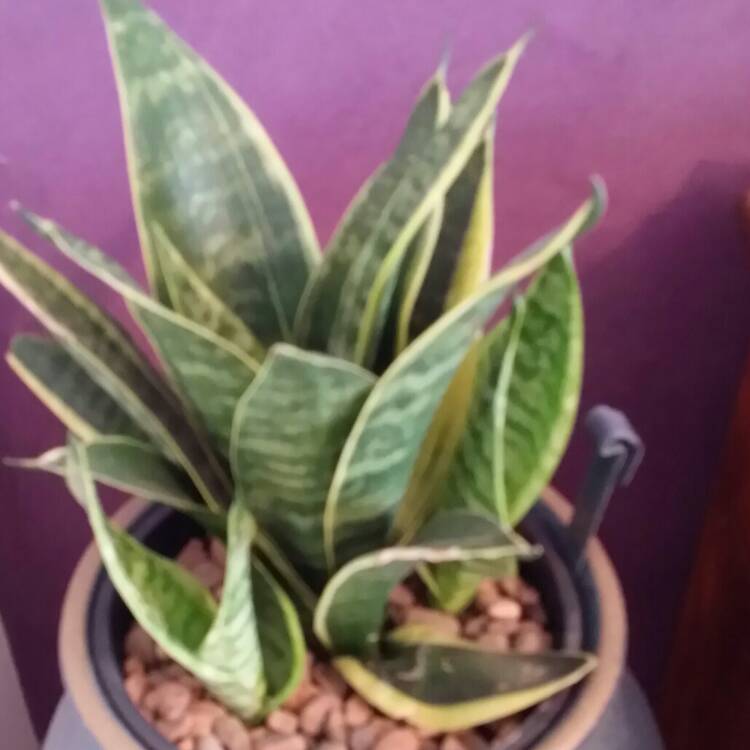 Plant image Sansevieria trifasciata 'Dwarf laurentii'