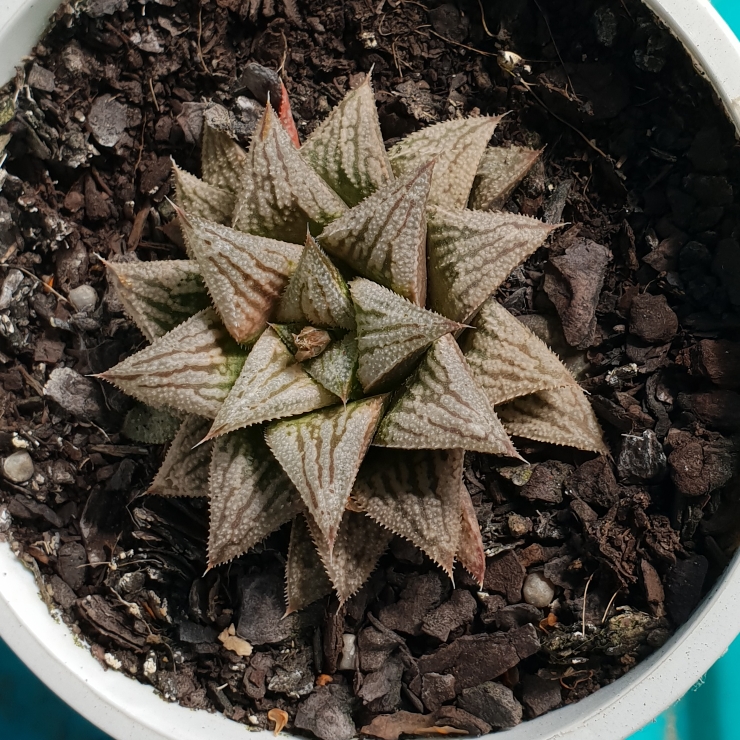 Plant image Haworthia 'Silver Kiwi'