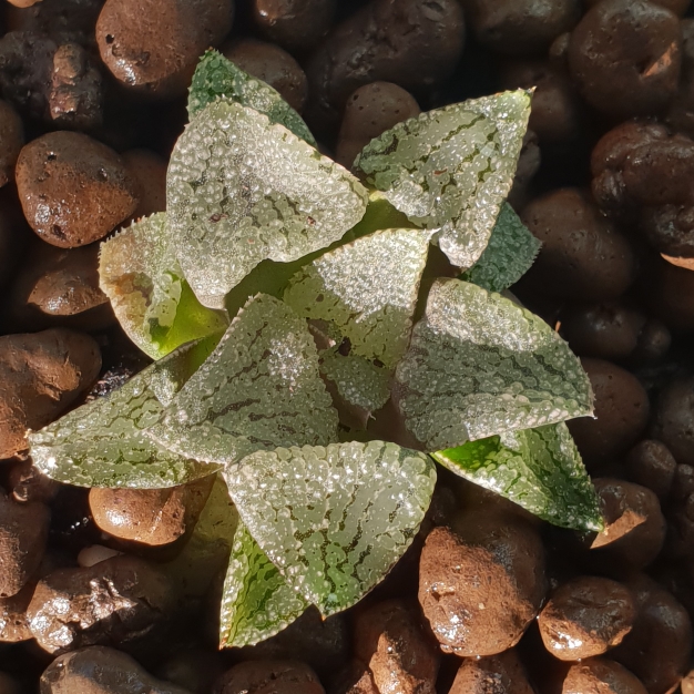 Plant image Haworthia Emelyae