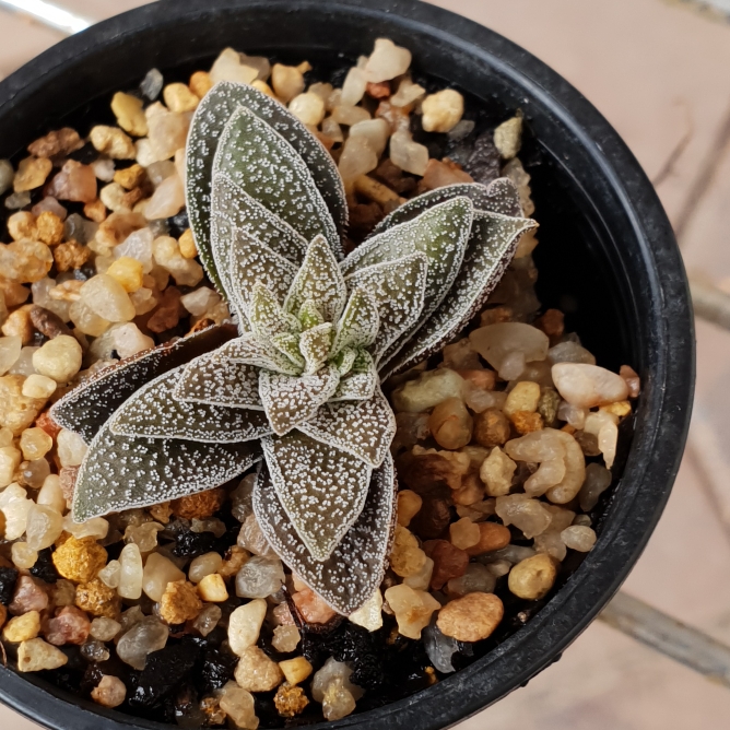 Plant image Crassula 'Frosty'