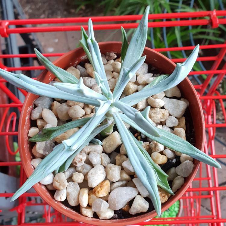 Plant image Kleinia 'Trident Blue syn. Senecio 'Trident Blue'