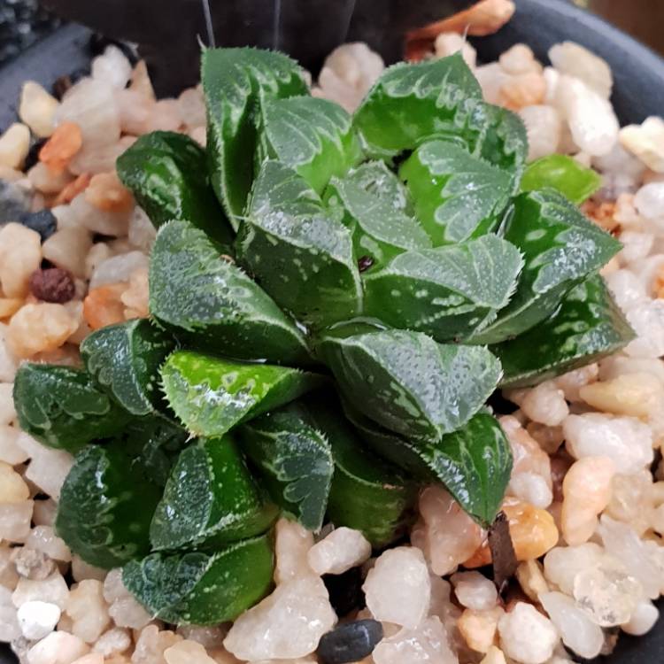 Plant image Haworthia Zhishou