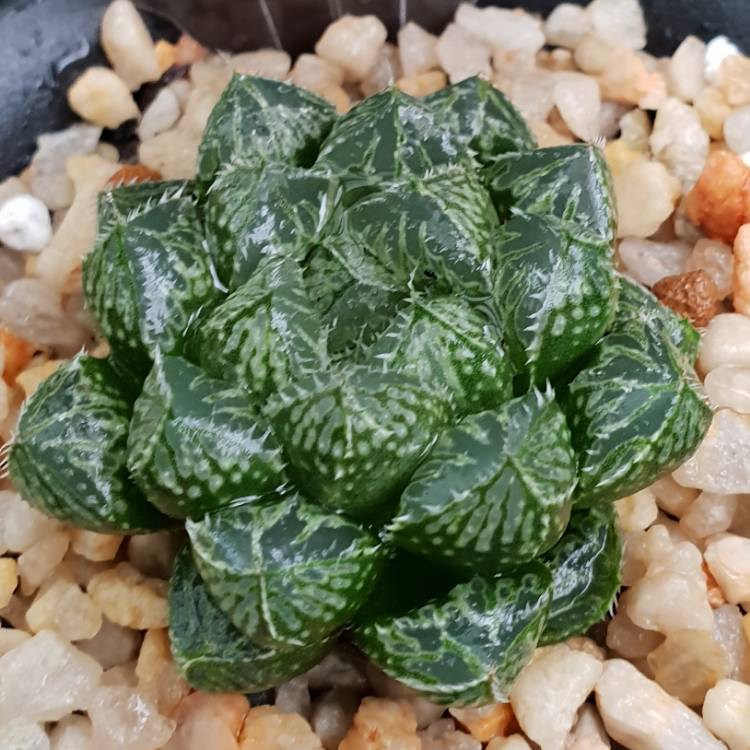 Plant image Haworthia Mirrorball