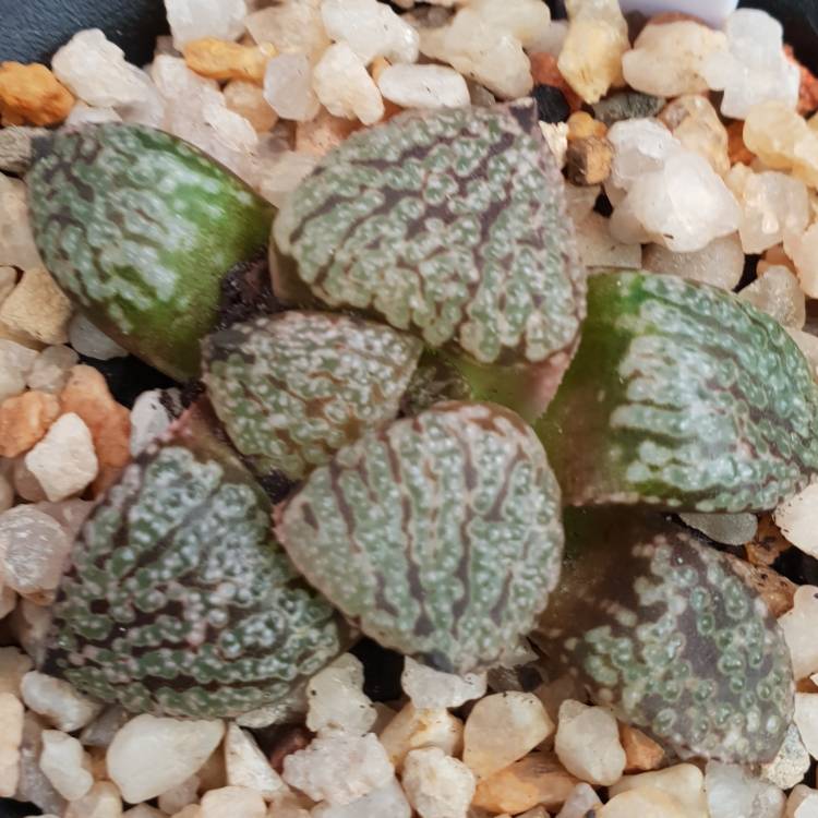 Plant image Haworthia Picta White Silver