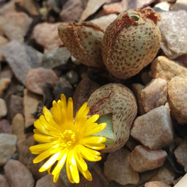 Plant image Conophytum bilobum syn. Derenbergia biloba, Mesembryanthemum bilobum