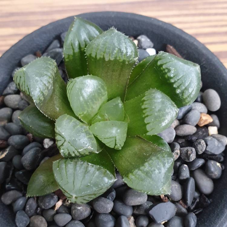 Plant image Haworthia cooperi var. Mochi Gyokuro