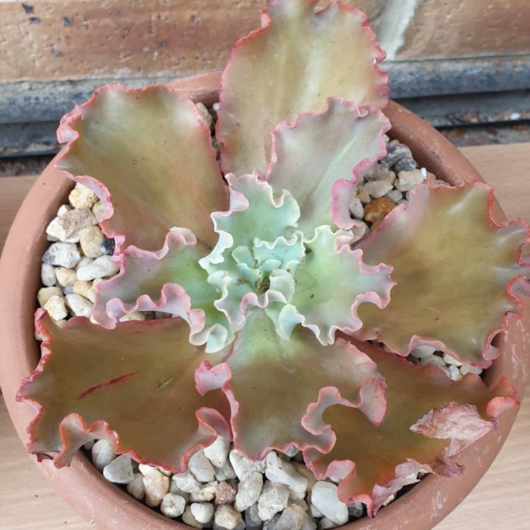 Plant image Echeveria Curls