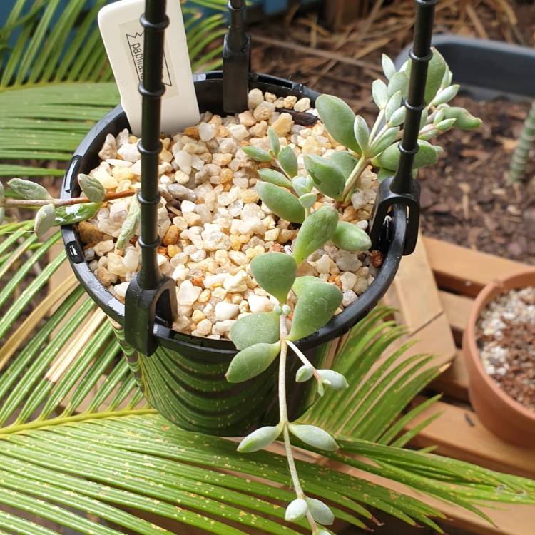 Plant image Cotyledon Papillaris