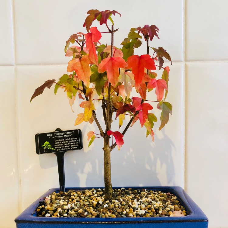 Plant image Acer buergerianum