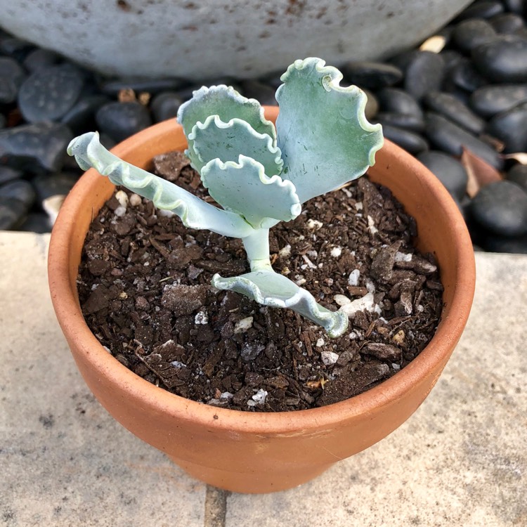 Plant image Cotyledon Mucronata