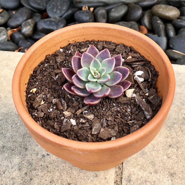 Plant image Sinocrassula Indica