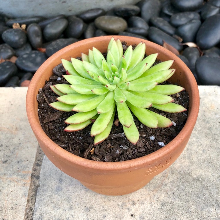 Plant image Echeveria Spruce Oliver