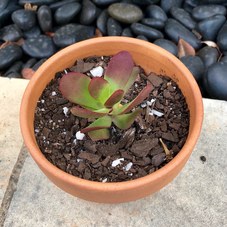 Plant image Crassula Atropurpurea var. Atropurpurea