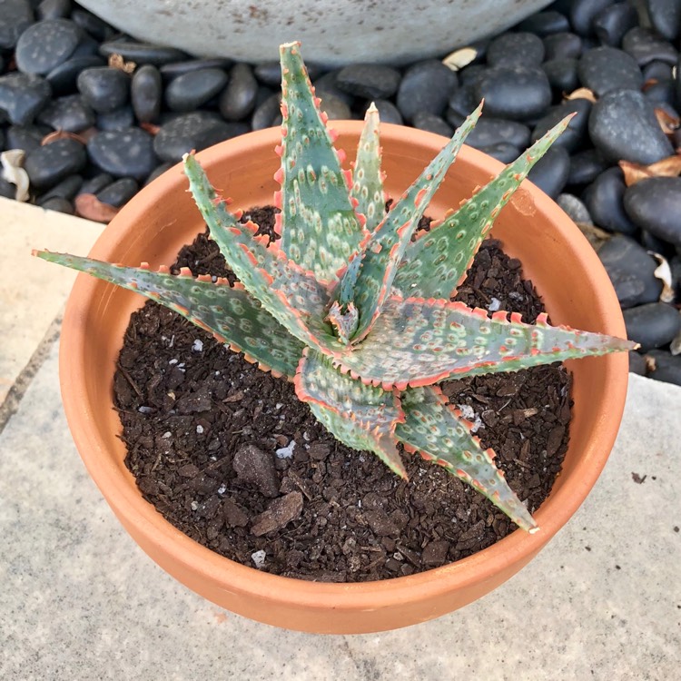 Plant image Aloe 'Carmine'