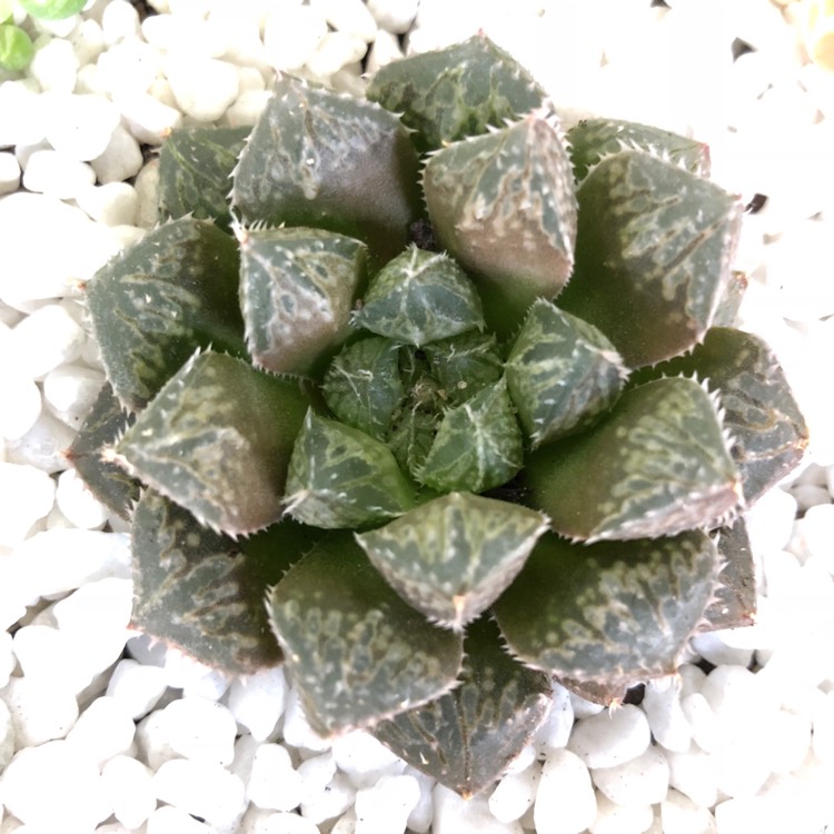 Plant image Haworthia Mirrorball