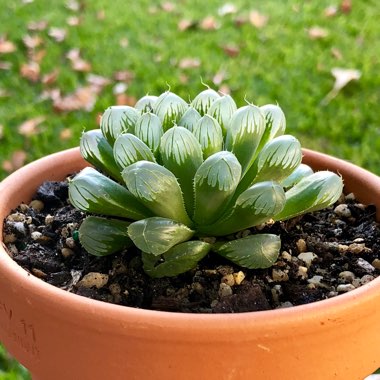 Haworthia cooperi var pilifera