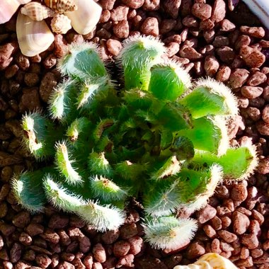 Echeveria Setosa var. Setosa