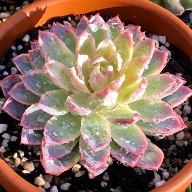 Echeveria Violet Queen