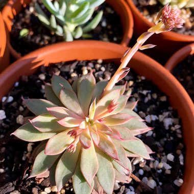 Graptopetalum 'Rusbyi'