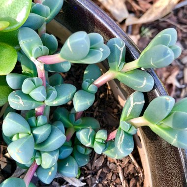 Ice Plant