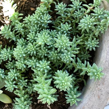 Sedum 'Coral Carpet'