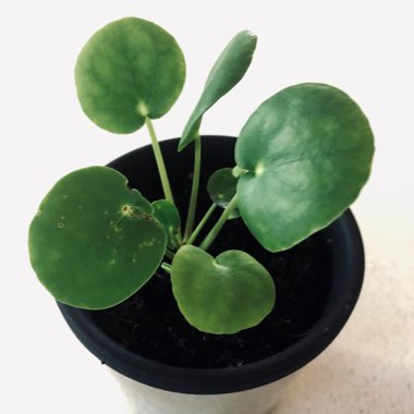 Chinese Money Plant