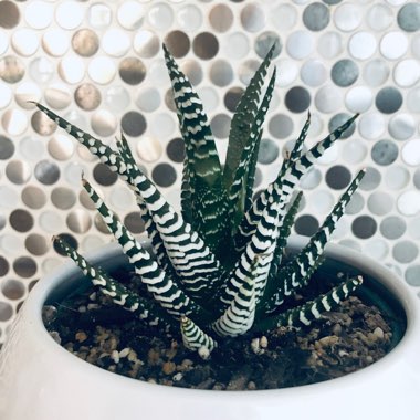 Haworthia 'Zebra'