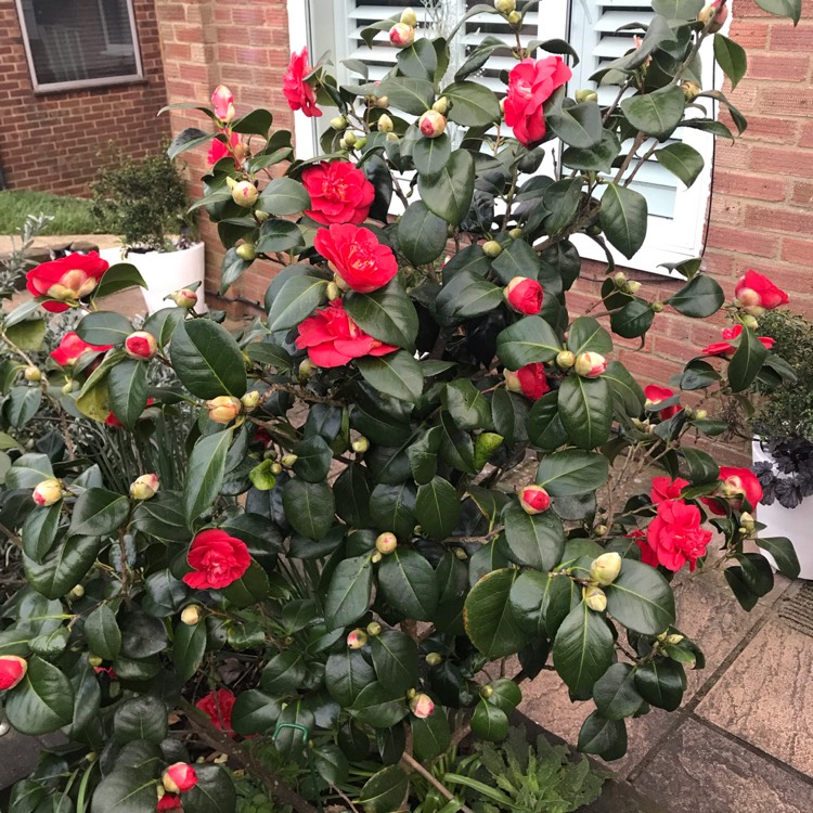 Plant image Camellia japonica 'Ace of Hearts'