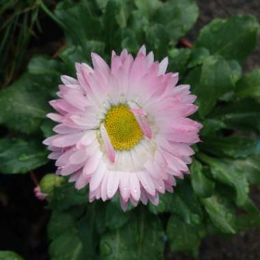 Bellis Perennis