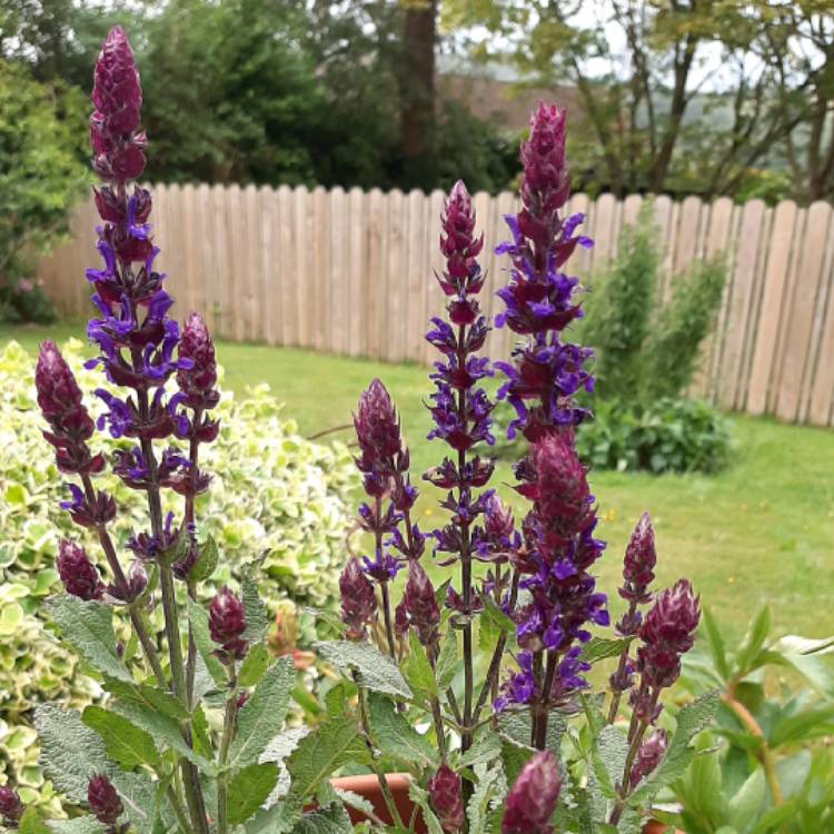 Salvia nemorosa 'Salvatore Blue', Balkan Clary Sage 'Salvatore Blue ...