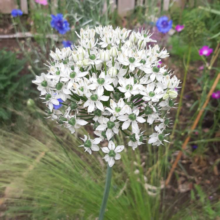 Plant image Allium nigrum syn. Allium multibulbosum, Allium nigrum var. multibulbosum