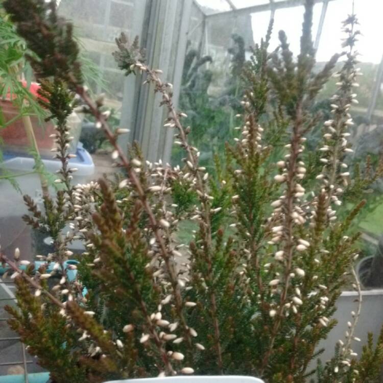 Plant image Calluna vulgaris 'Hilda' (Garden Girls Series)