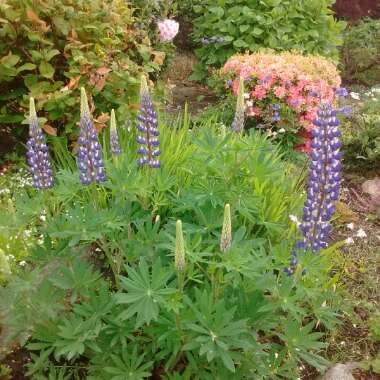 Lupinus