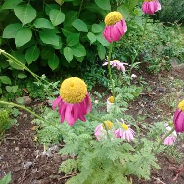 Tanacetum coccineum 'James Kelway' syn. Chrysanthemum coccineum 'James Kelway'