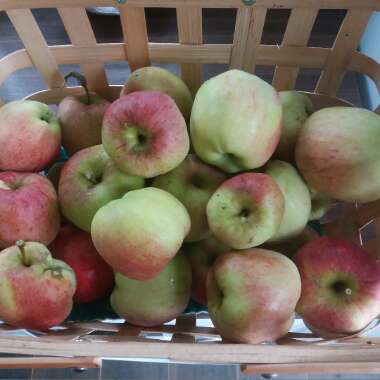 Malus domestica 'Gala'