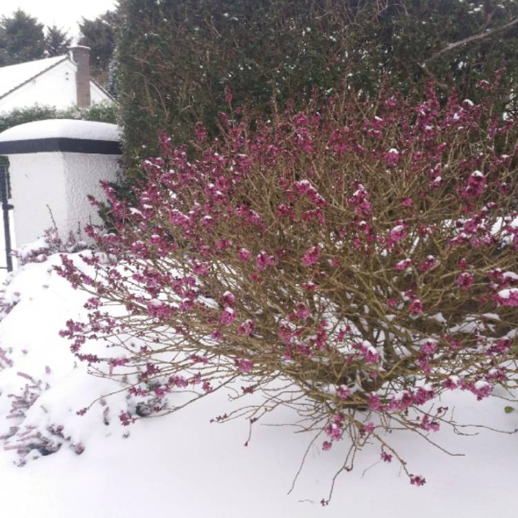 Plant image Daphne 'mezereum'