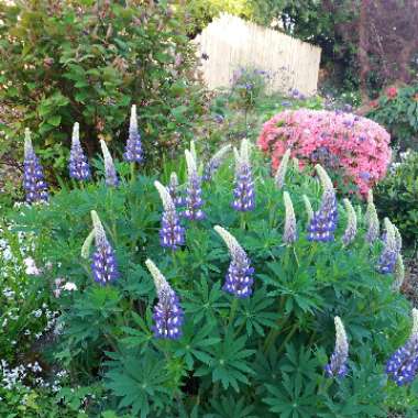 Lupinus