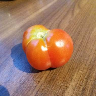 Solanum Lycopersicum 'Costaluto Fiorentino'