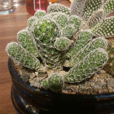 Mammillaria vetula 'Fragilis' syn. Mammillaria gracilis var. fragilis, Mammillaria fragilis