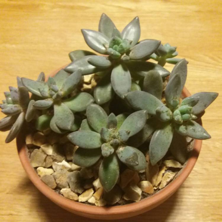 Plant image Graptopetalum Mendozae