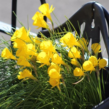 Narcissus bulbocodium 'Golden Bells Group' syn. Narcissus bulbocodium 'Golden Bells', Narcissus 'Golden Bells', Narcissus 'Silvania'