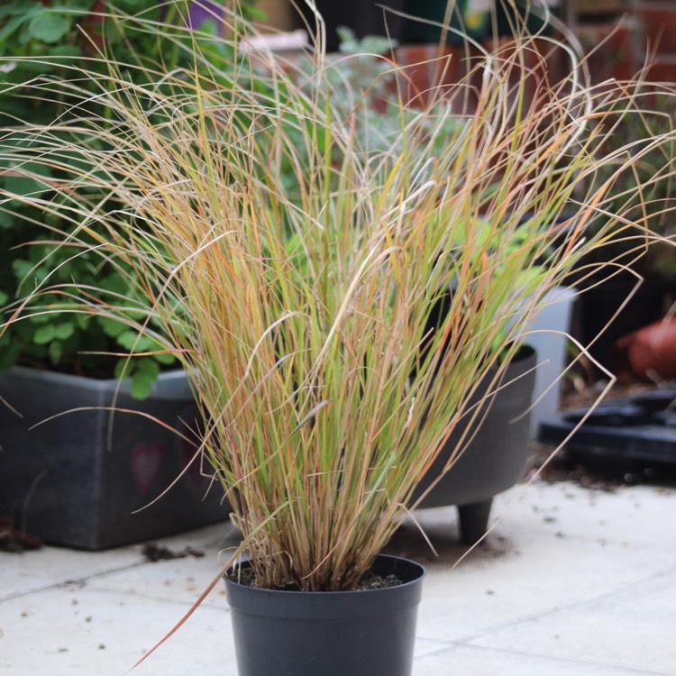 Plant image Anemanthele lessoniana syn. Stipa arundinacea