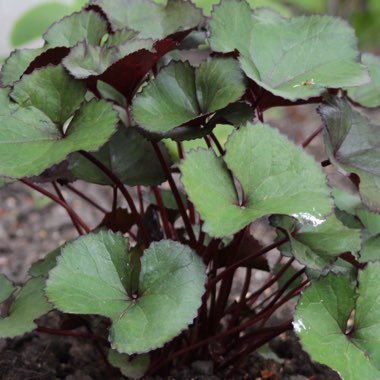 Ligularia dentata 'Britt Marie Crawford'