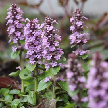 Ajuga reptans 'Pink Elf'